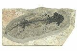 EarlyPermian Reptiliomorph (Discosauriscus) - Czech Republic #280829-1